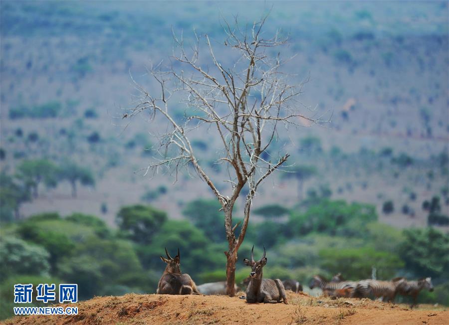 肯尼亚对野生动物开展监控工作