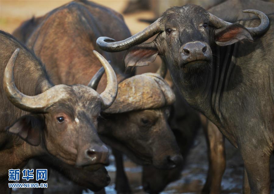 肯尼亚对野生动物开展监控工作