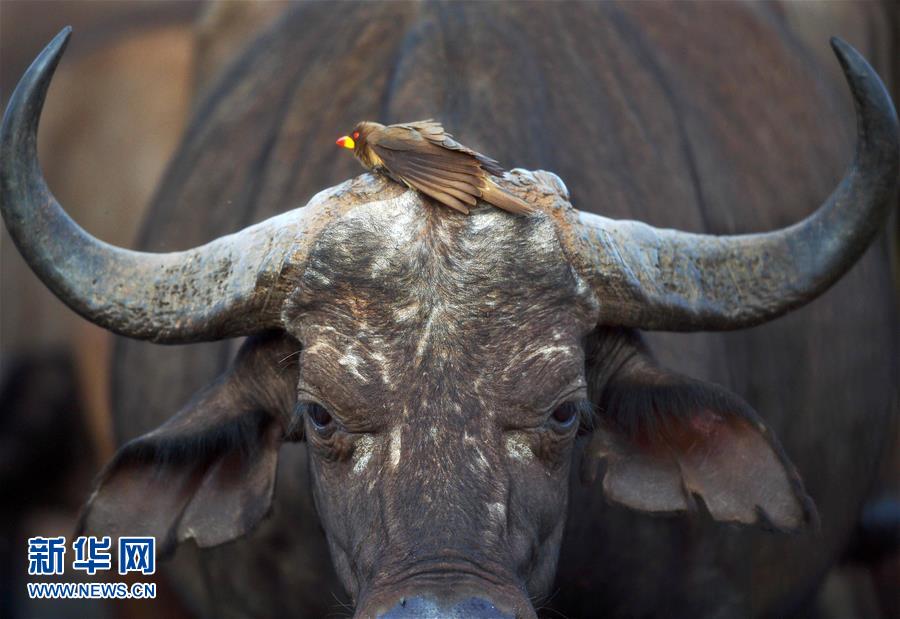 肯尼亚对野生动物开展监控工作