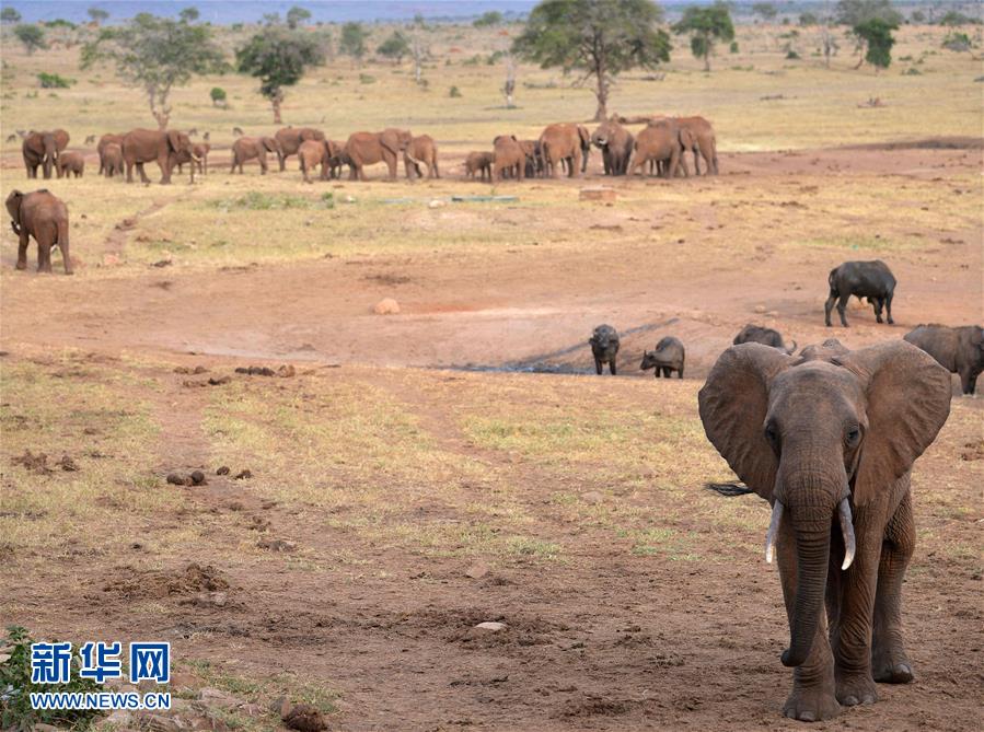 肯尼亚对野生动物开展监控工作