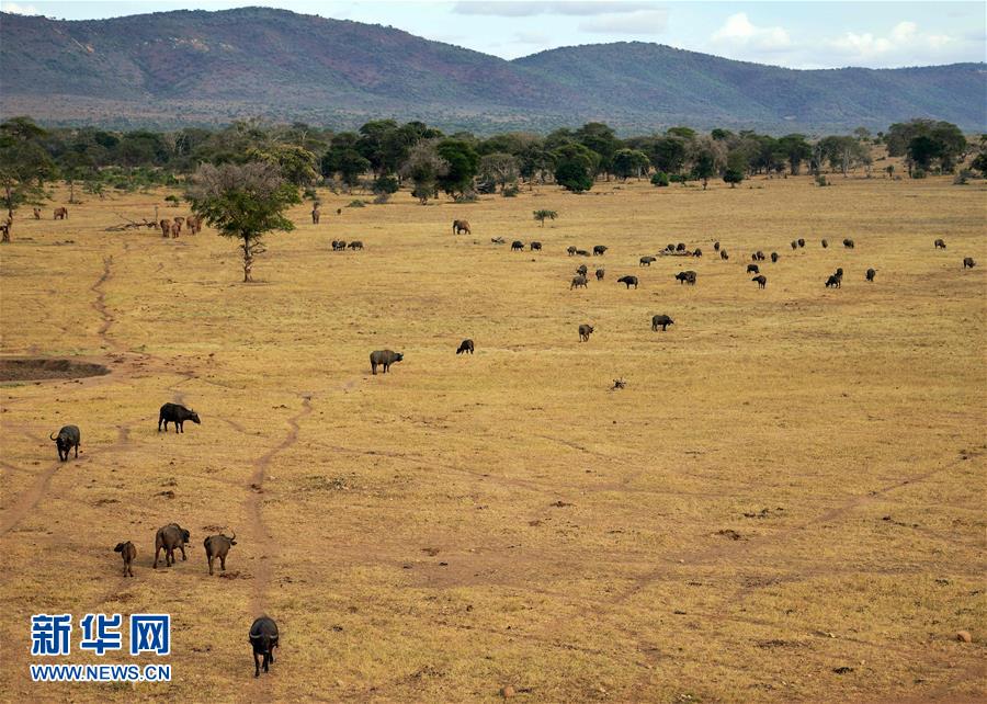 肯尼亚对野生动物开展监控工作