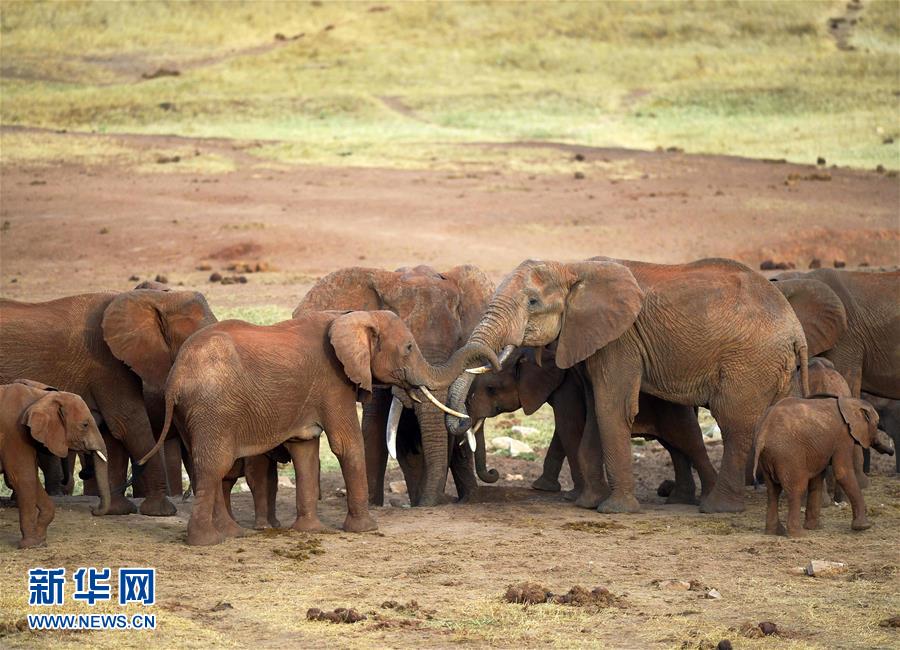 肯尼亚对野生动物开展监控工作