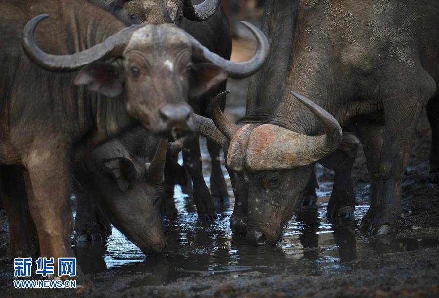 肯尼亚对野生动物开展监控工作