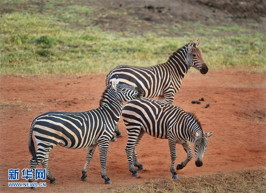 肯尼亚对野生动物开展监控工作