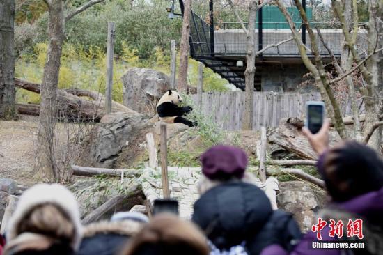 当地时间2月16日，众多美国民众来到华盛顿国家动物园，与旅美大熊猫“宝宝”告别。“宝宝”将于本月21日启程回国。此后，华盛顿动物园的大熊猫数量将降为三只，分别是“宝宝”的父母“添添”和“美香”，以及弟弟“贝贝”。<a target='_blank' href='http://www.chinanews.com/'><p align=