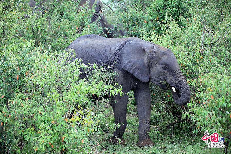 进食中时常微笑的大象