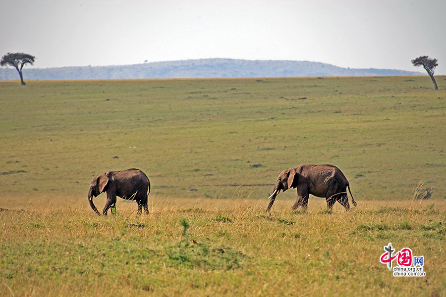 两头在广袤草原上行走的大象