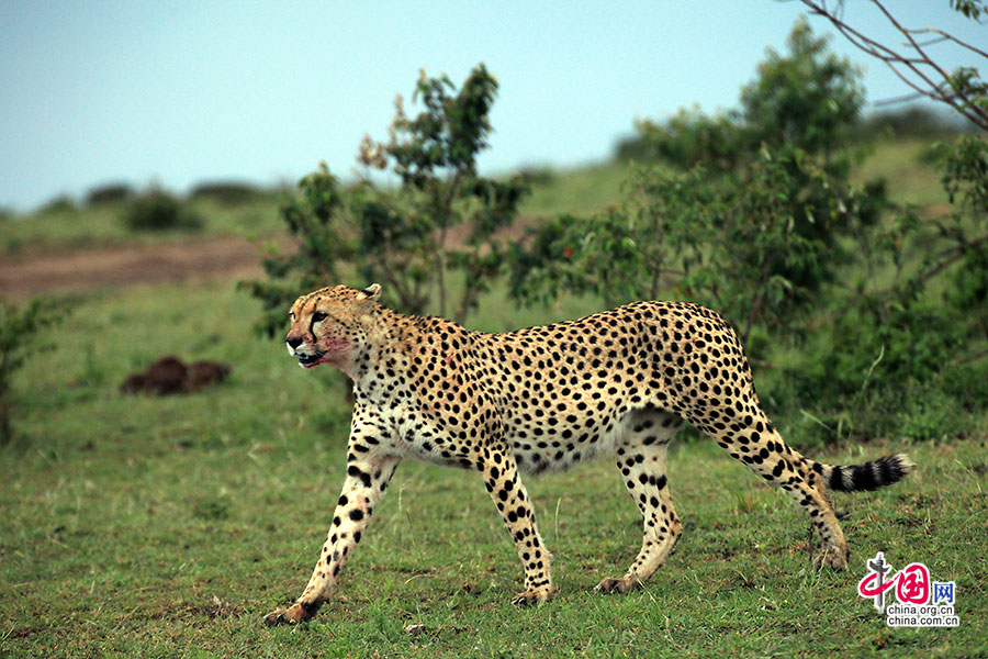 猎豹精健削瘦的流线身型，修长的四肢、柔韧性极强的脊椎，再加上长长的大尾巴足有两米多
