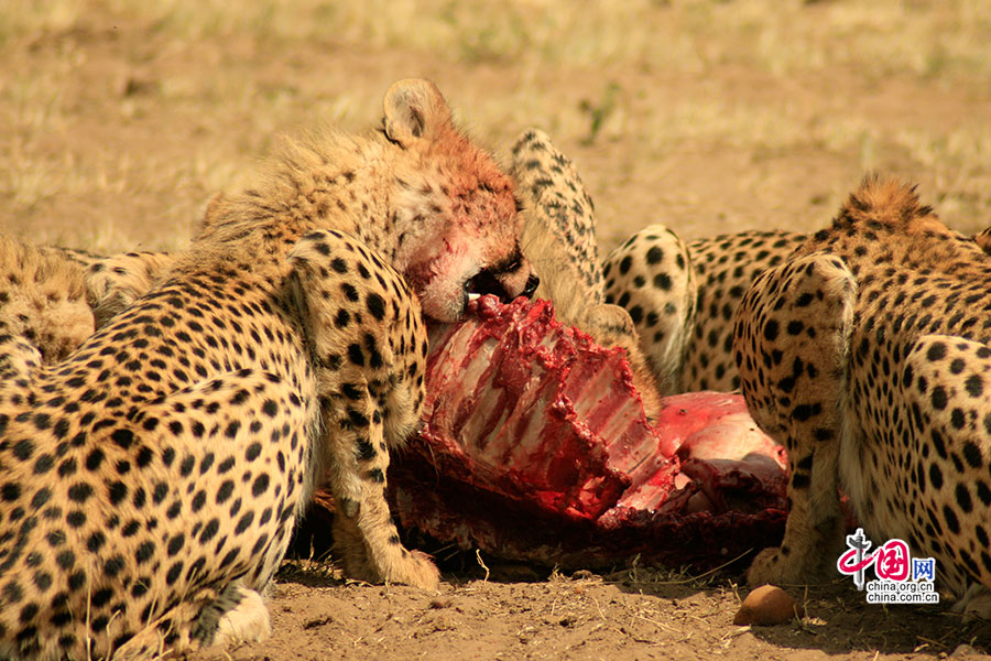 正在享受美食的猎豹