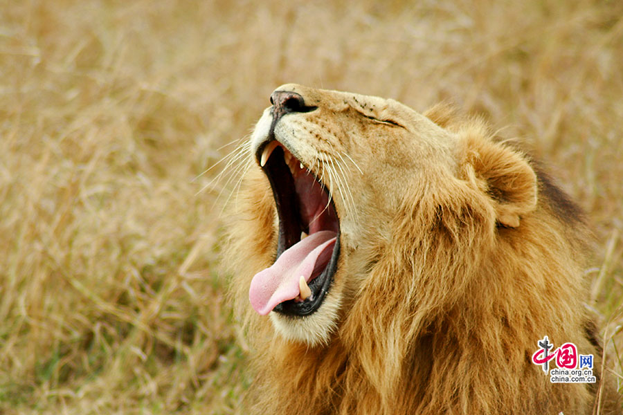 咆哮的狮子