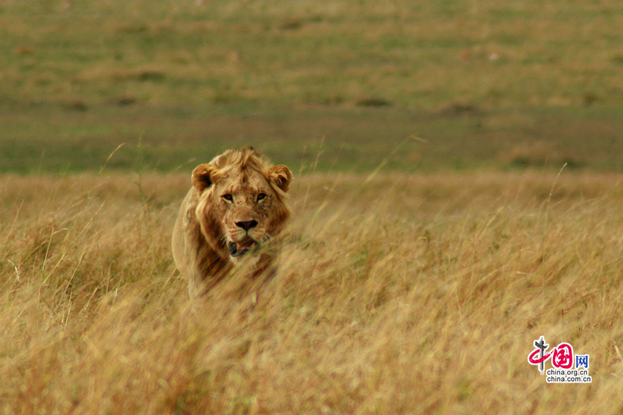 在风中怒吼的狮子