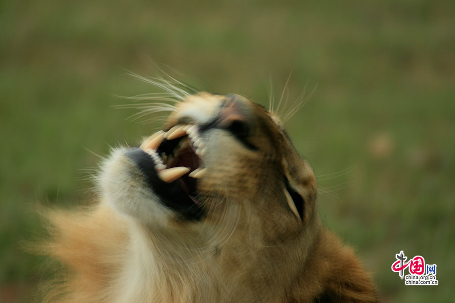狮子的怒吼