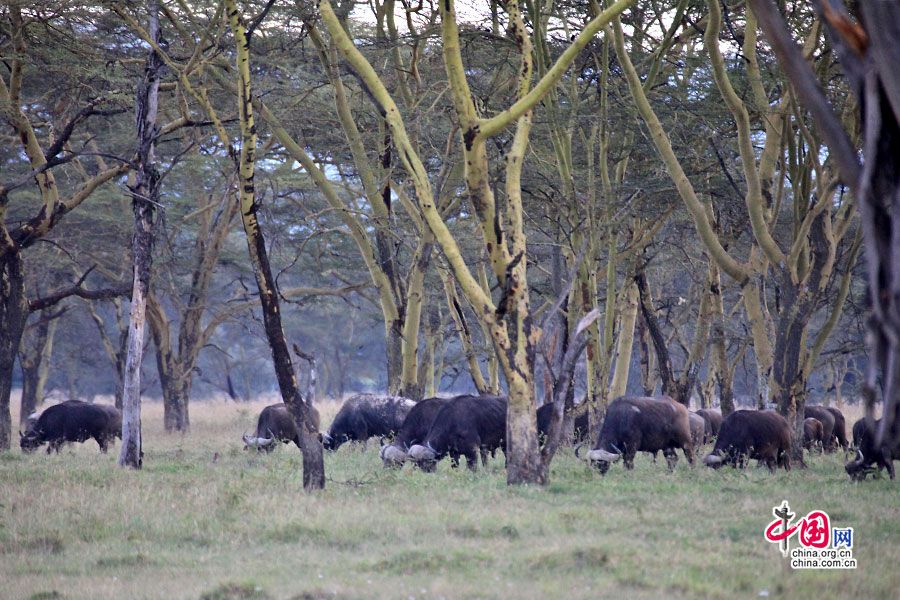 树林下一群水牛
