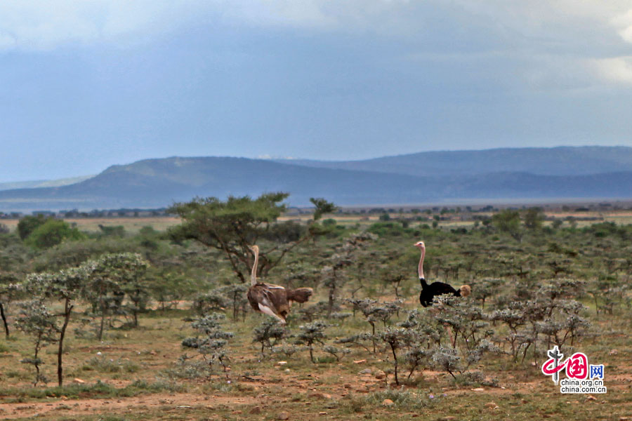 一群灰色的雌鸟在草原上觅食