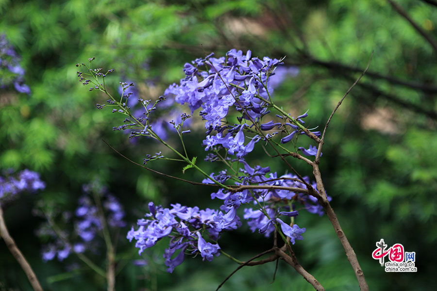 蓝花楹（紫葳科）