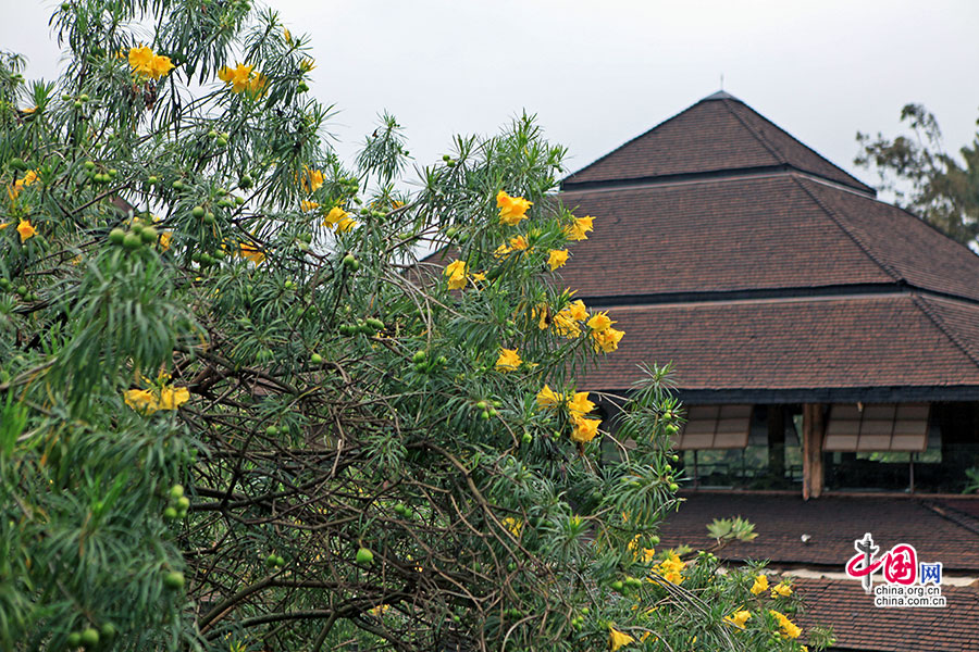 非洲尖顶建筑外是开得正盛的黄花夹竹桃