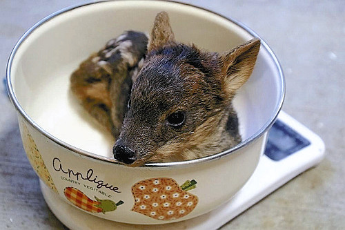 萌萌哒：世界最小品种的鹿首次在日本诞生(图)