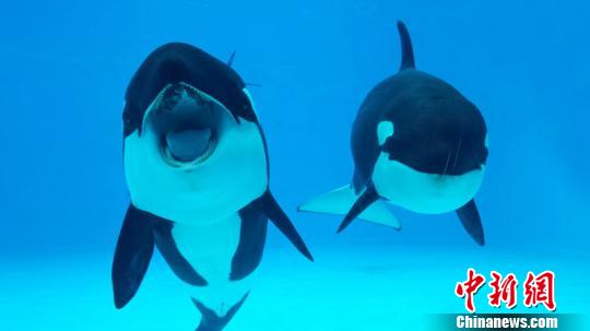 中国内地首个“虎鲸繁育基地”在珠海长隆启用