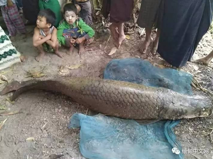 寺庙现2米长寿鱼王