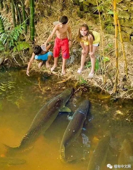 寺庙现2米长寿鱼王