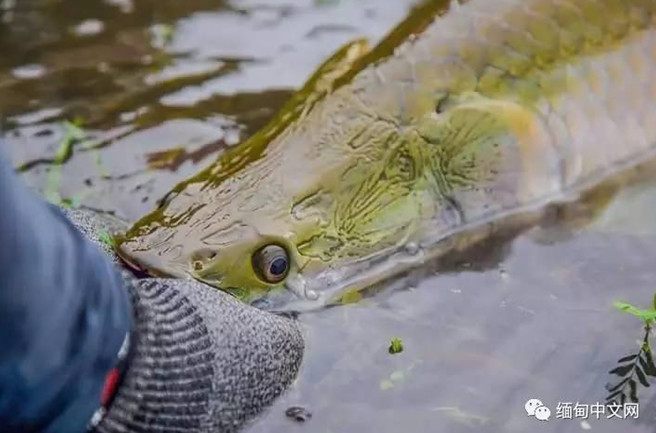 寺庙现2米长寿鱼王