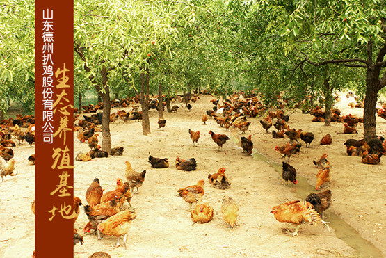 德州扒鸡 德州扒鸡