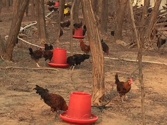 德州扒鸡 德州扒鸡