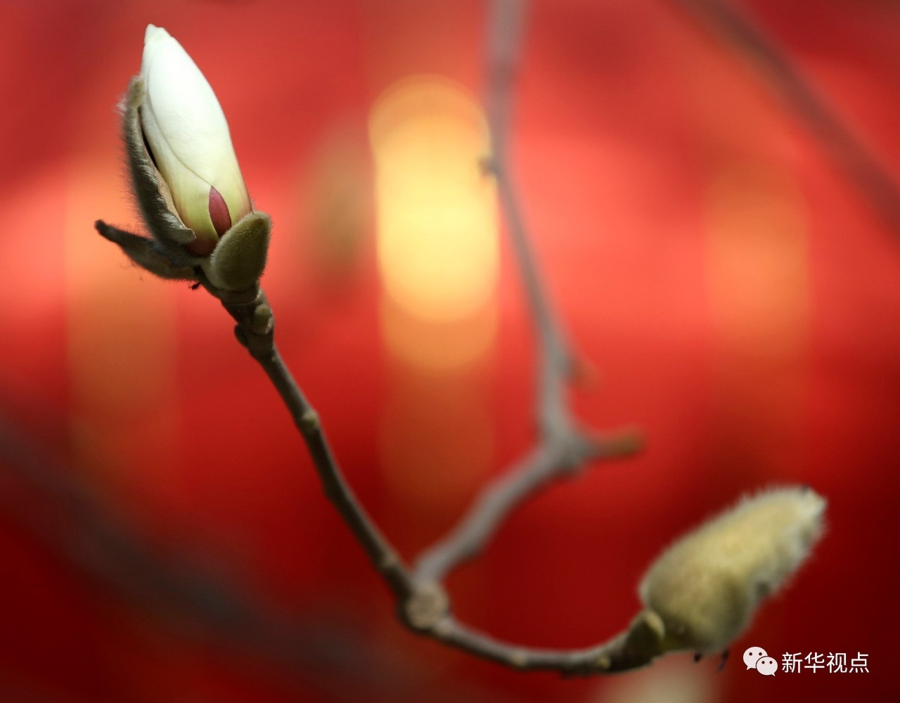 万紫千红总是春——两会会场上的亮丽风采