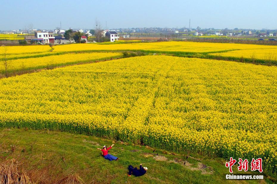 航拍湖北枝江万亩油菜花海美如画024