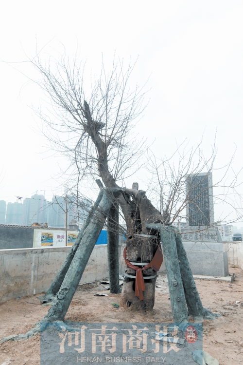 郑州最牛“钉子树”已有300年历史 主干道为它留地方