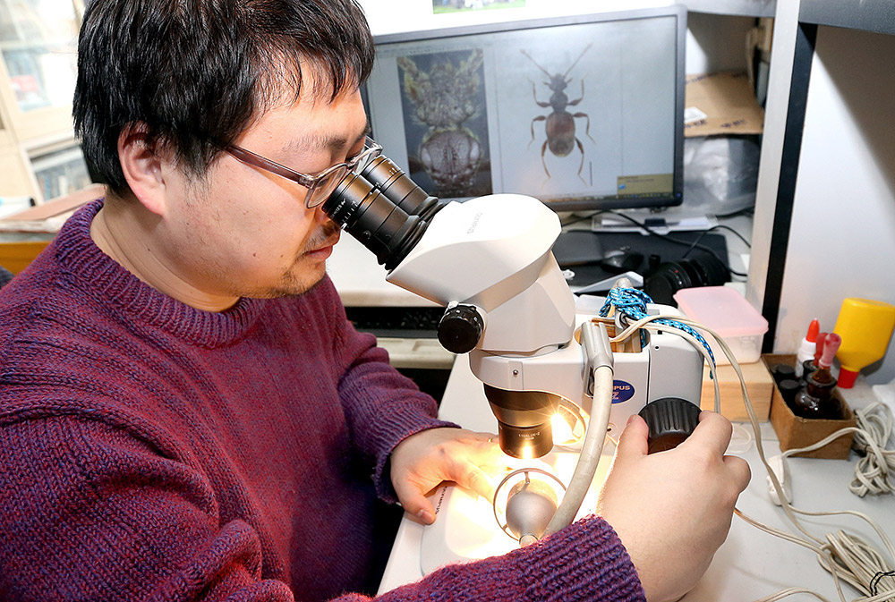3月16日，上海师范大学生命与环境科学学院副教授殷子为用显微镜观察“西郊公园毛角蚁甲”。