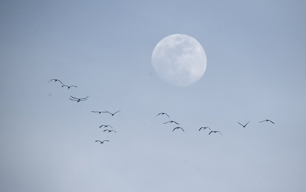 大批向北迁徙的候鸟在官厅水库上空翱翔（3月11日摄）。