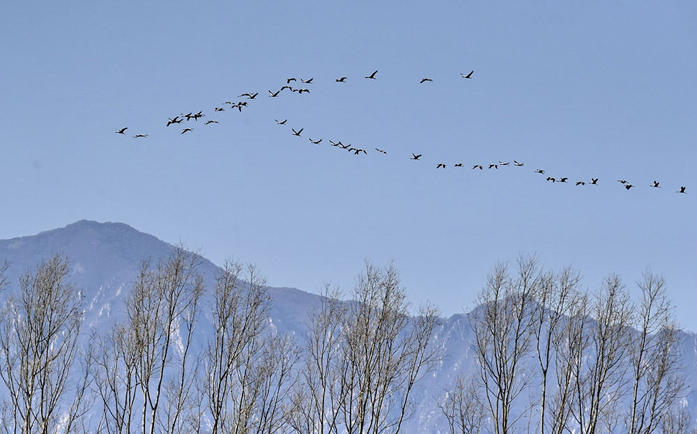 大批向北迁徙的候鸟在官厅水库周边的野鸭湖湿地上空飞翔（3月11日摄）。