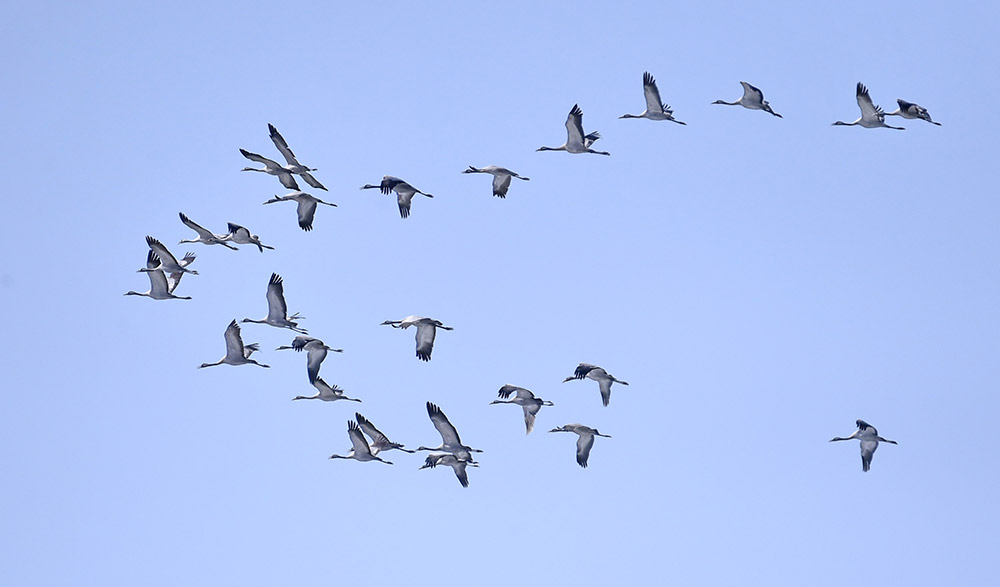 大批向北迁徙的灰鹤在官厅水库周边的野鸭湖湿地上空飞翔（3月11日摄）。