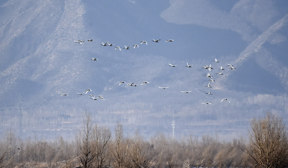 大批向北迁徙的天鹅在官厅水库周边飞翔（3月11日摄）。