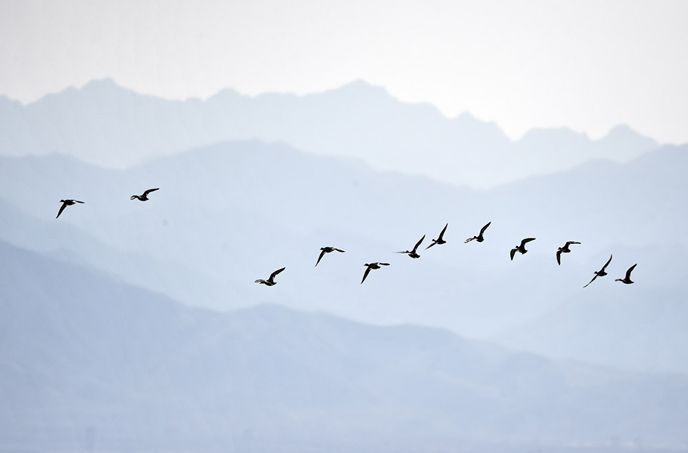 大批向北迁徙的野鸭在官厅水库周边的野鸭湖湿地上空飞翔（3月11日摄）。