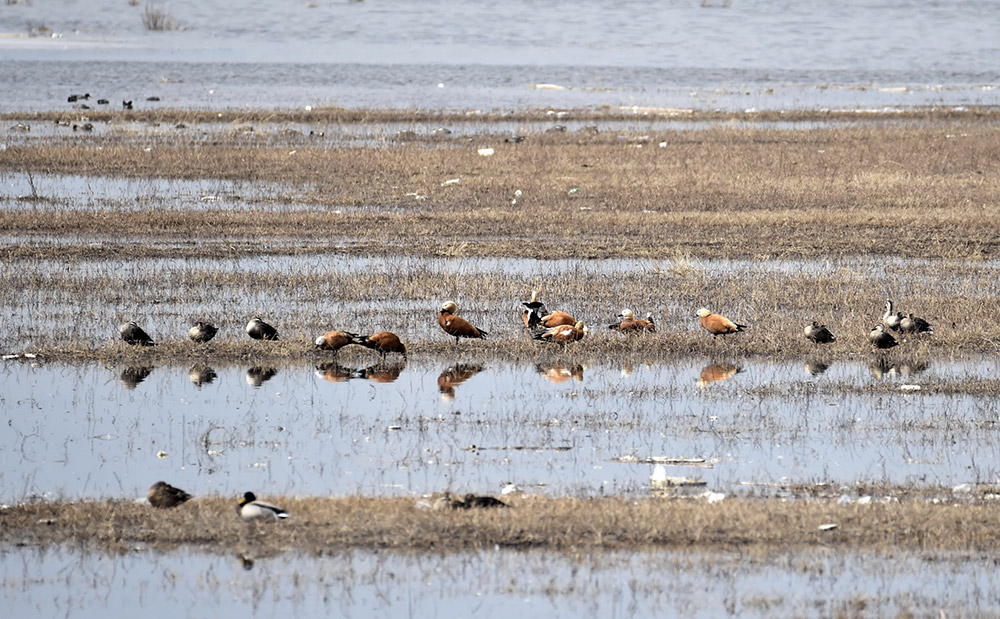 向北迁徙的候鸟在官厅水库周边的野鸭湖湿地栖息（3月11日摄）。