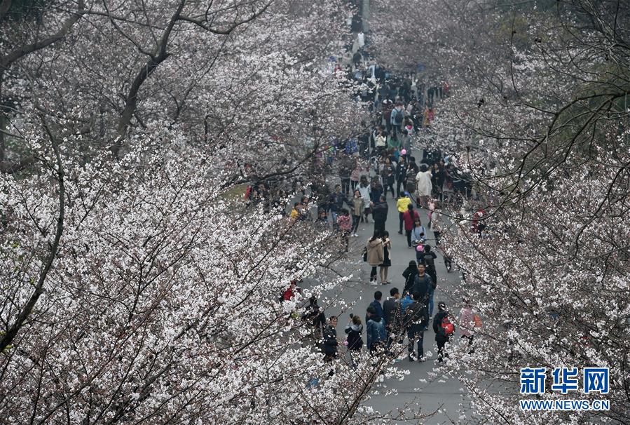 南京林业大学举办樱花节