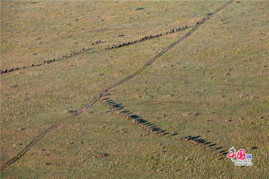 角马黝黑的身躯繁密地点缀在草原上