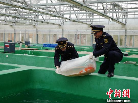 “水中贵族”日本锦鲤首次来浙江