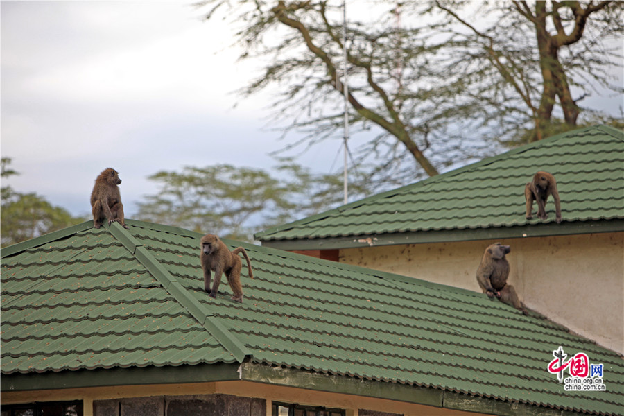 房顶上玩耍的狒狒