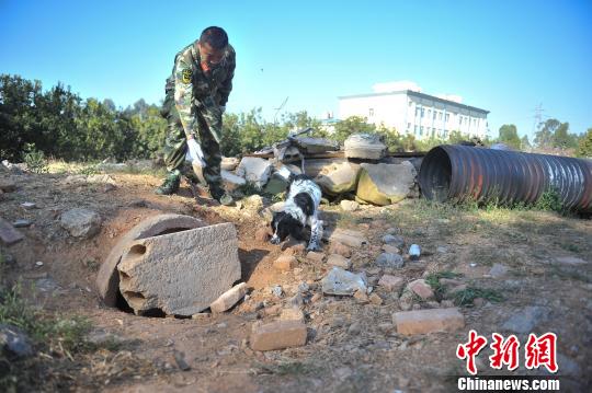 中國西南地區搜救犬昆明集訓磨練“十八般武藝”