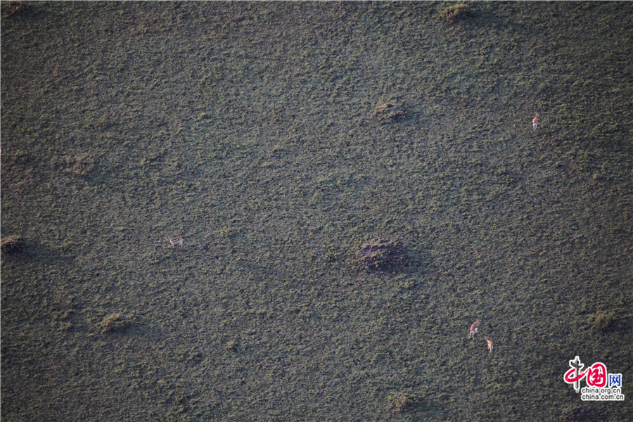 一片瞪羚在吃草