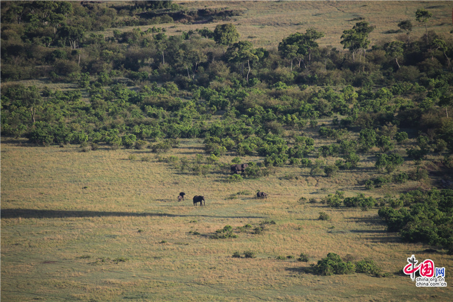 象家庭在奔跑了一会停在草丛里