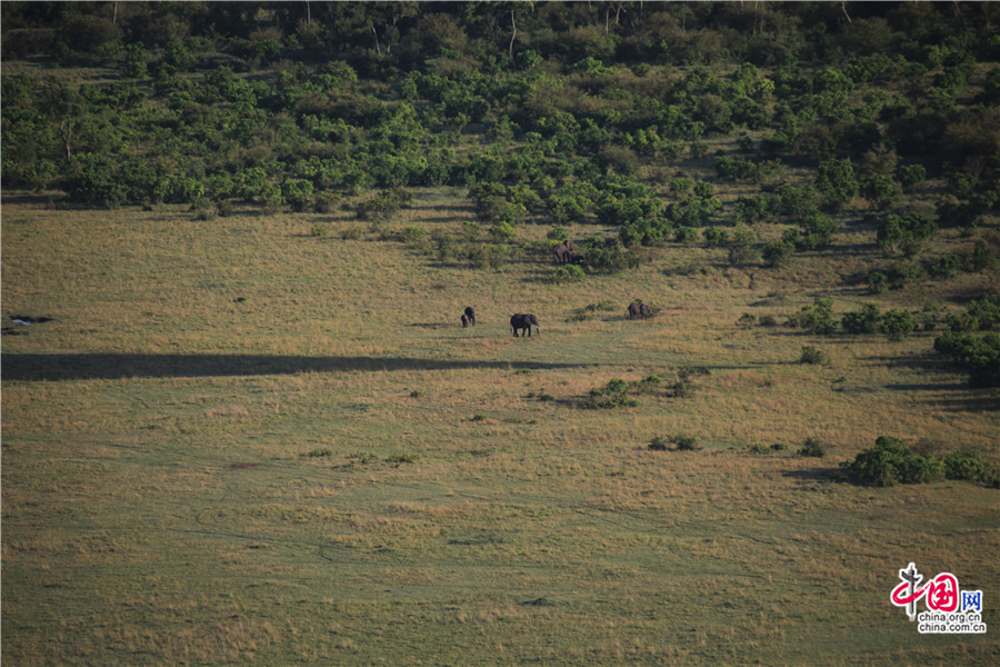 象家庭在奔跑了一会停在草丛里