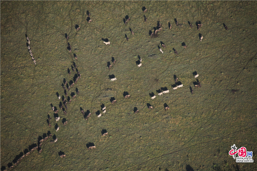 斑马和角马占据河岸草场