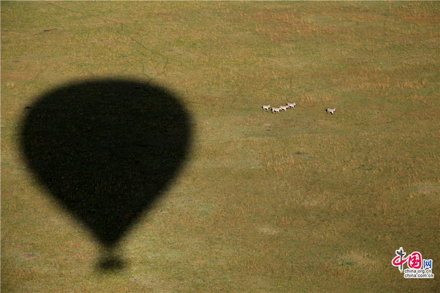 大草原上热气球的阴影