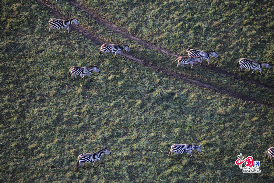 斑马在草原上散步