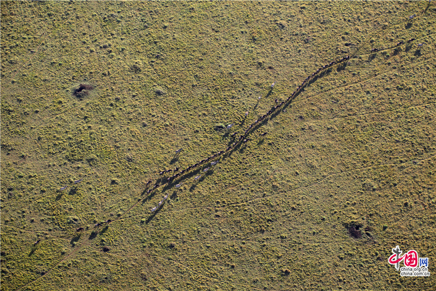 动物们排成一字型在草原上散步