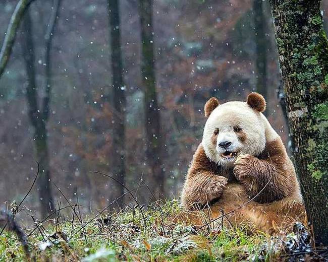 全世界唯一一只棕色大熊猫 网友：生到一半没墨了